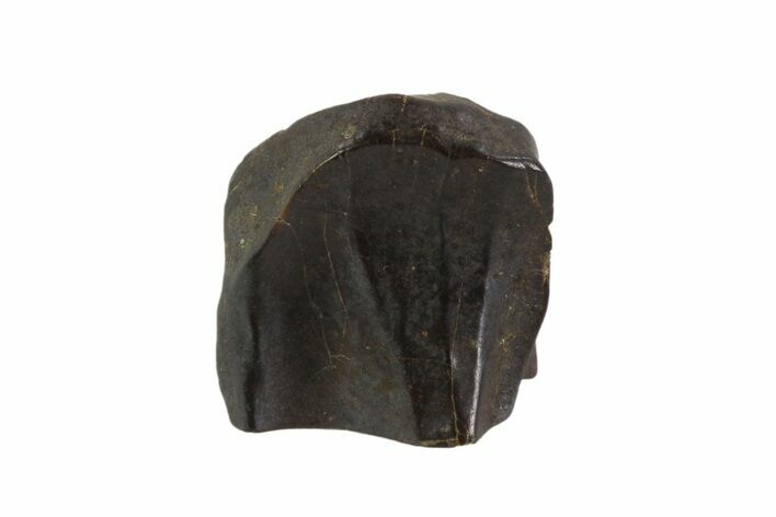 Triceratops Shed Tooth - Montana #93152